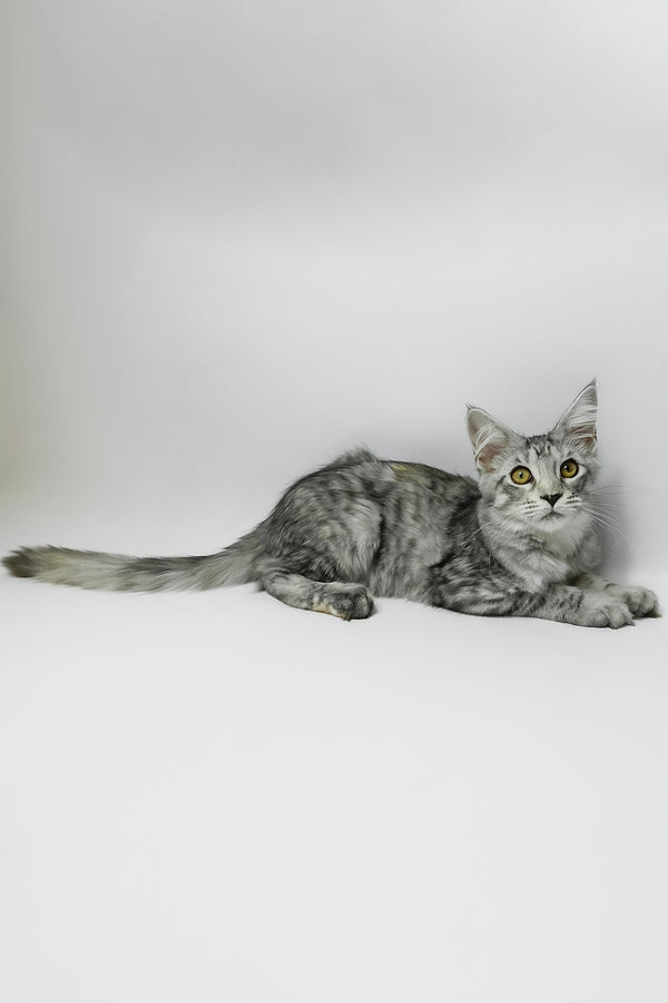 Belinda | Maine Coon Kitten