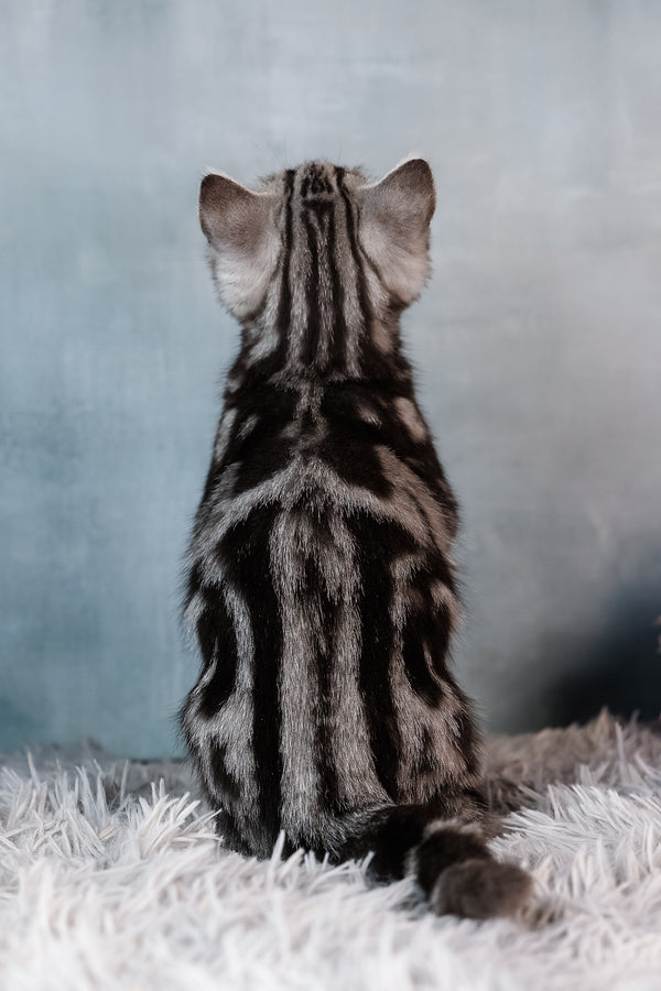 Bella | Scottish Straight Kitten