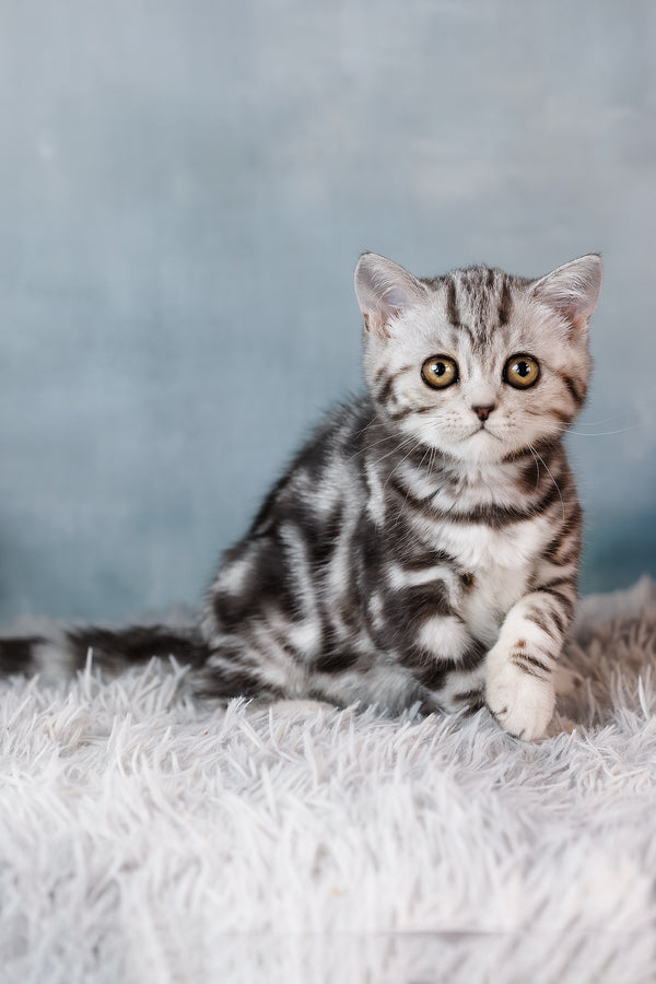 Bella | Scottish Straight Kitten
