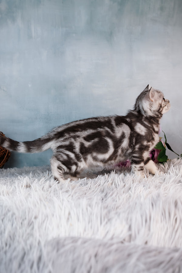 Bella | Scottish Straight Kitten