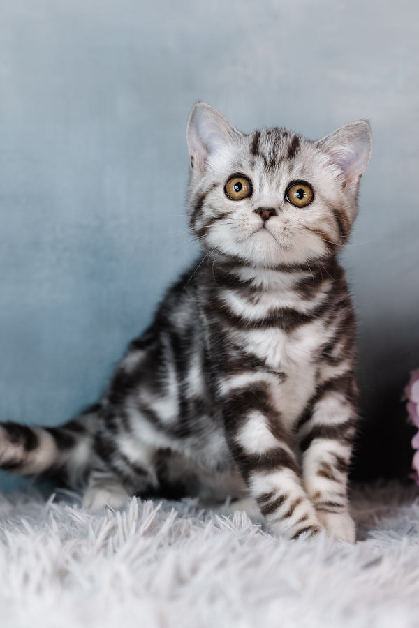 Bella | Scottish Straight Kitten