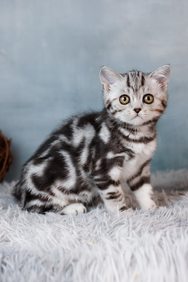 Bella | Scottish Straight Kitten