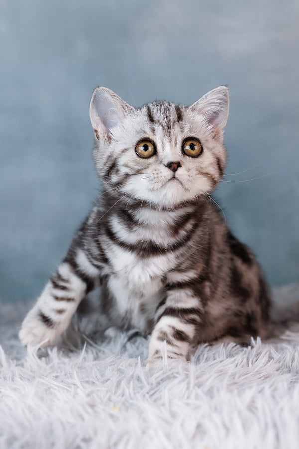 Bella | Scottish Straight Kitten