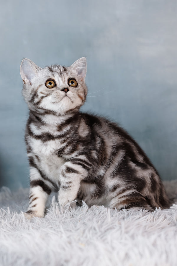 Bella | Scottish Straight Kitten