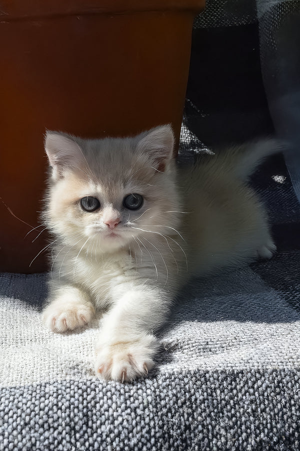 Bella | British Shorthair Kitten