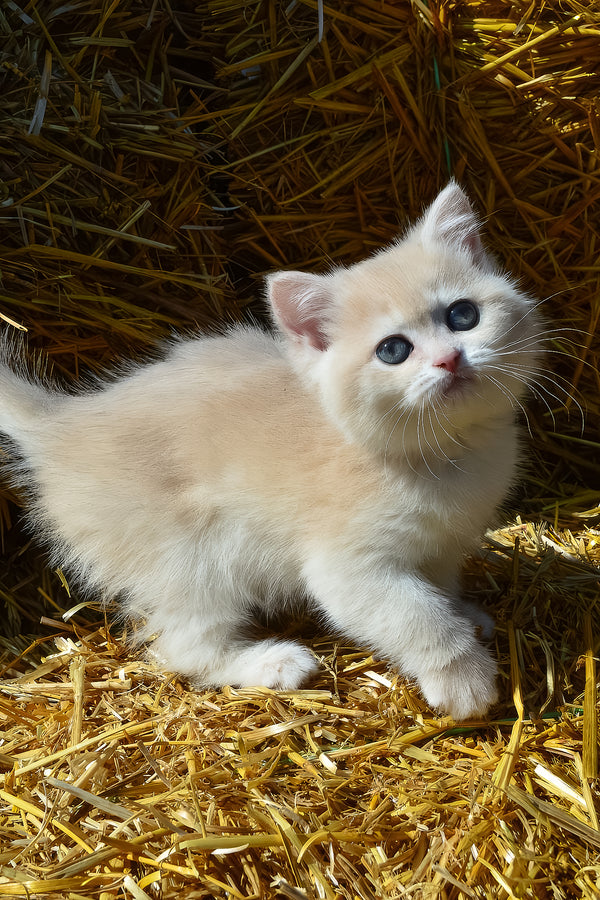 Bella | British Shorthair Kitten