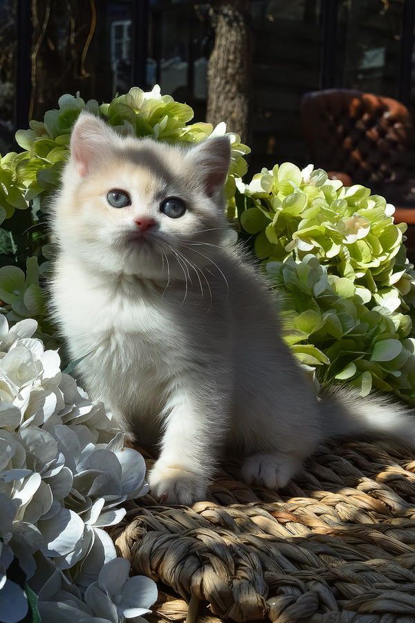 Bella | British Shorthair Kitten