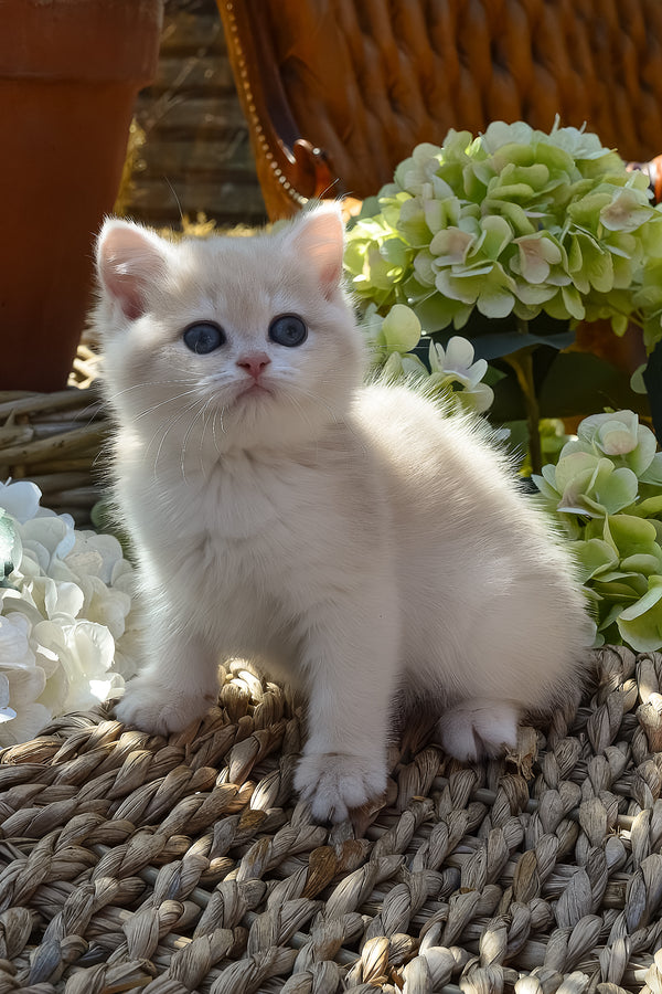 Bella | British Shorthair Kitten