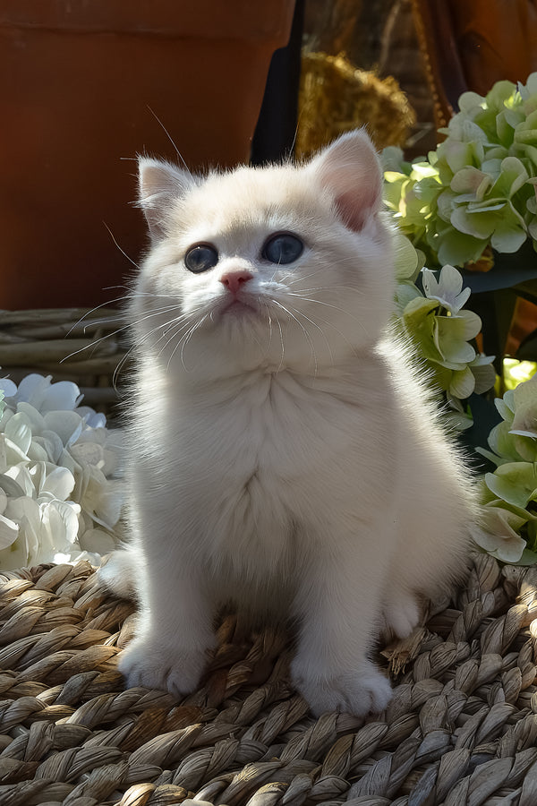 Bella | British Shorthair Kitten