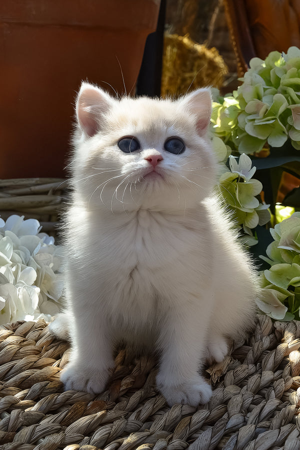 Bella | British Shorthair Kitten