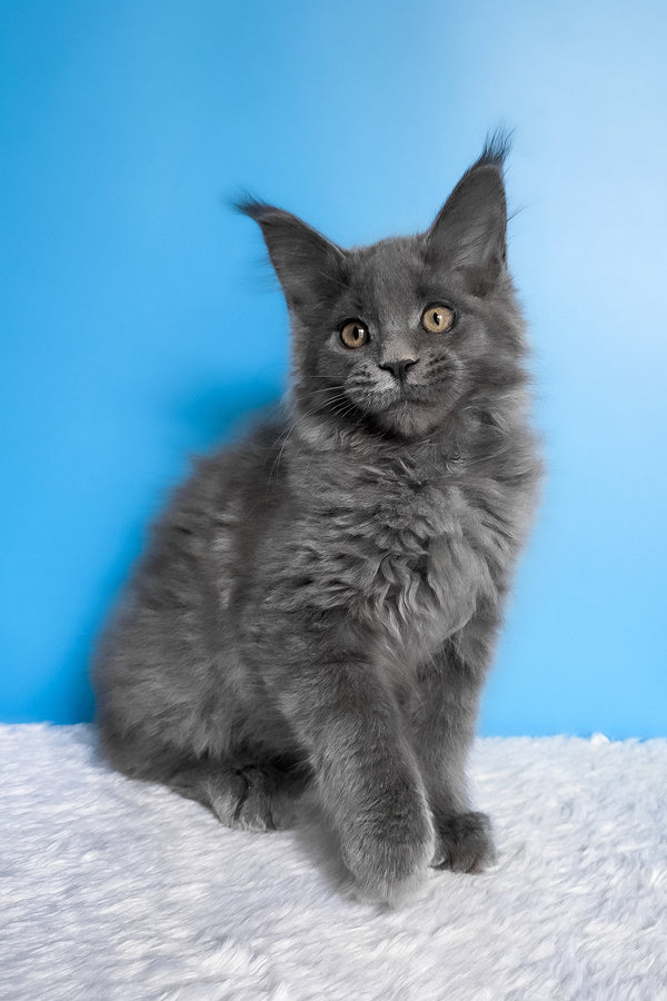 Bella | Maine Coon Kitten