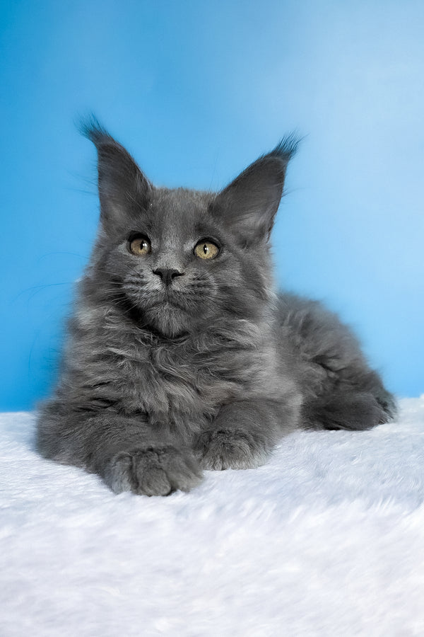 Bella | Maine Coon Kitten