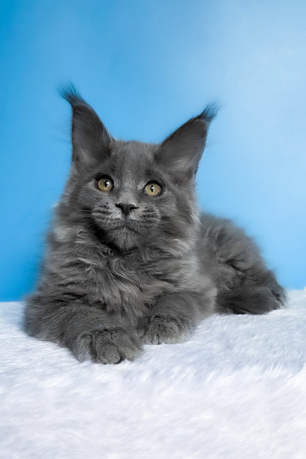 Bella | Maine Coon Kitten