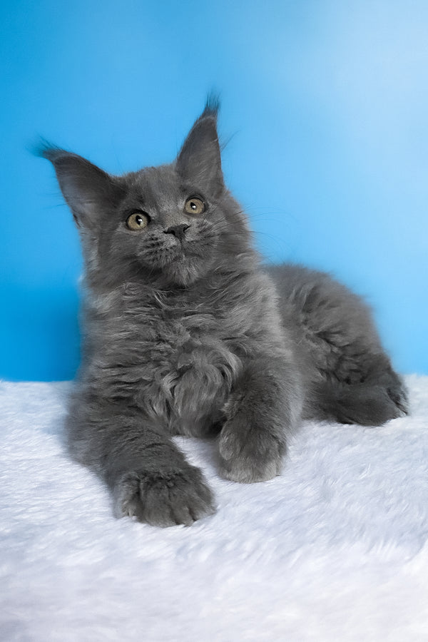 Bella | Maine Coon Kitten