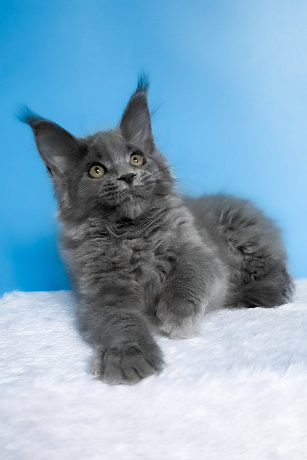Bella | Maine Coon Kitten