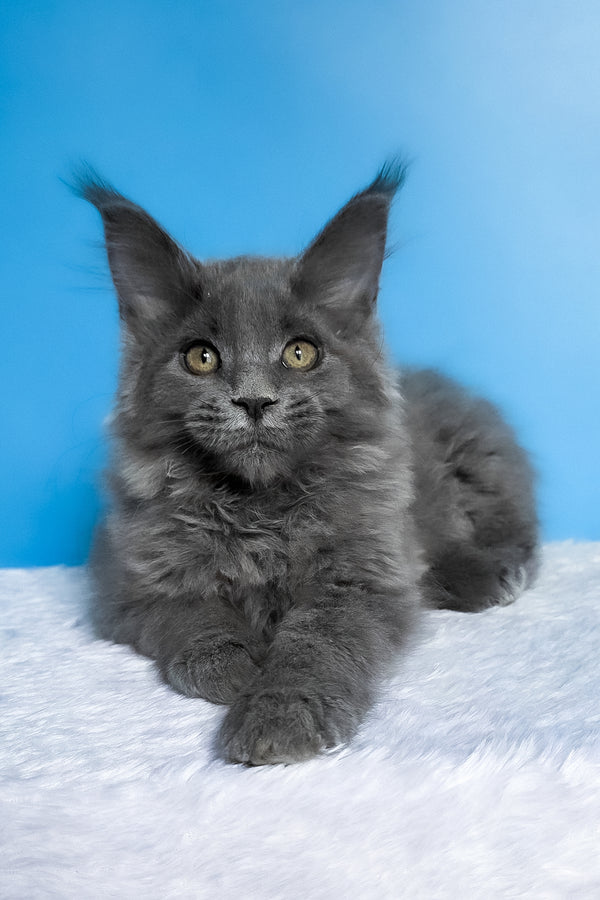 Bella | Maine Coon Kitten