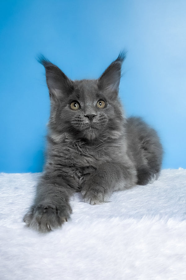 Bella | Maine Coon Kitten
