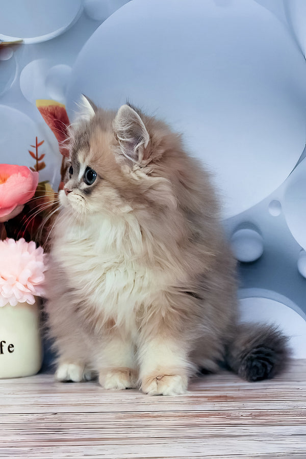 Bella | British Longhair Kitten