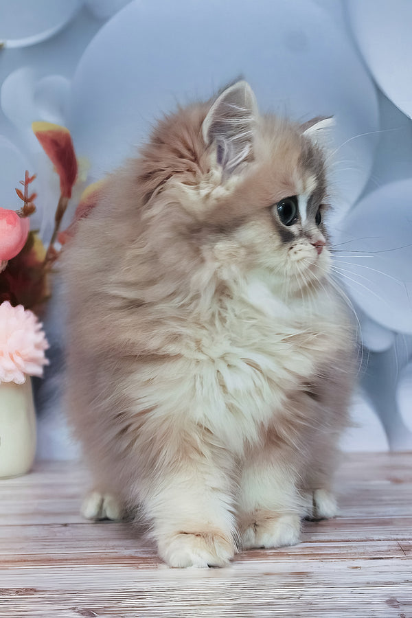 Bella | British Longhair Kitten