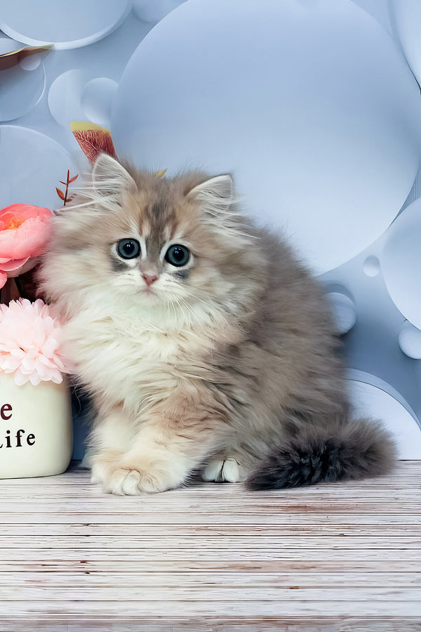 Bella | British Longhair Kitten