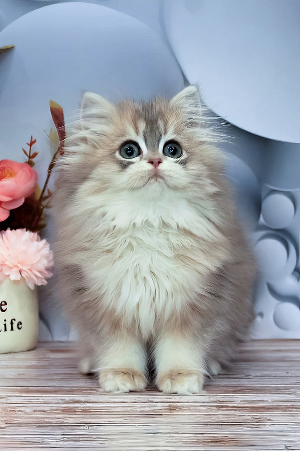 Bella | British Longhair Kitten