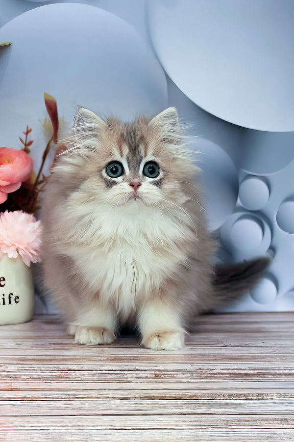 Bella | British Longhair Kitten