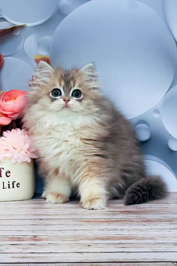 Bella | British Longhair Kitten