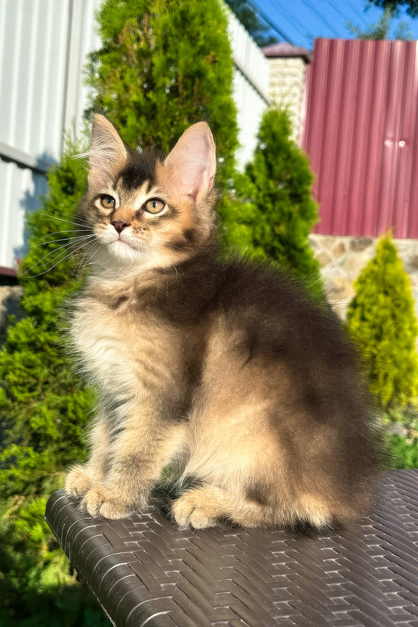 Belle | Golden Maine Coon Kitten