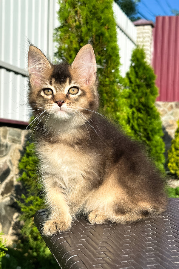 Belle | Golden Maine Coon Kitten