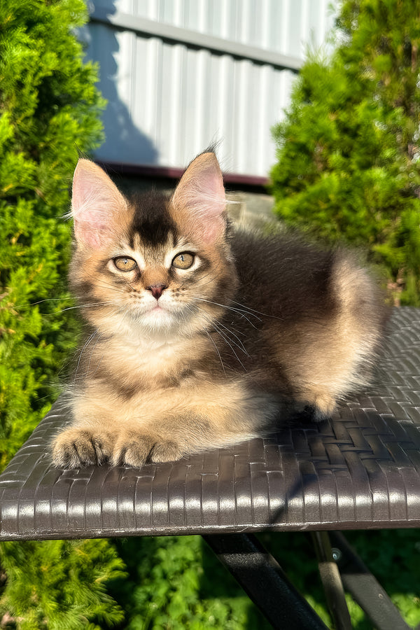Belle | Golden Maine Coon Kitten