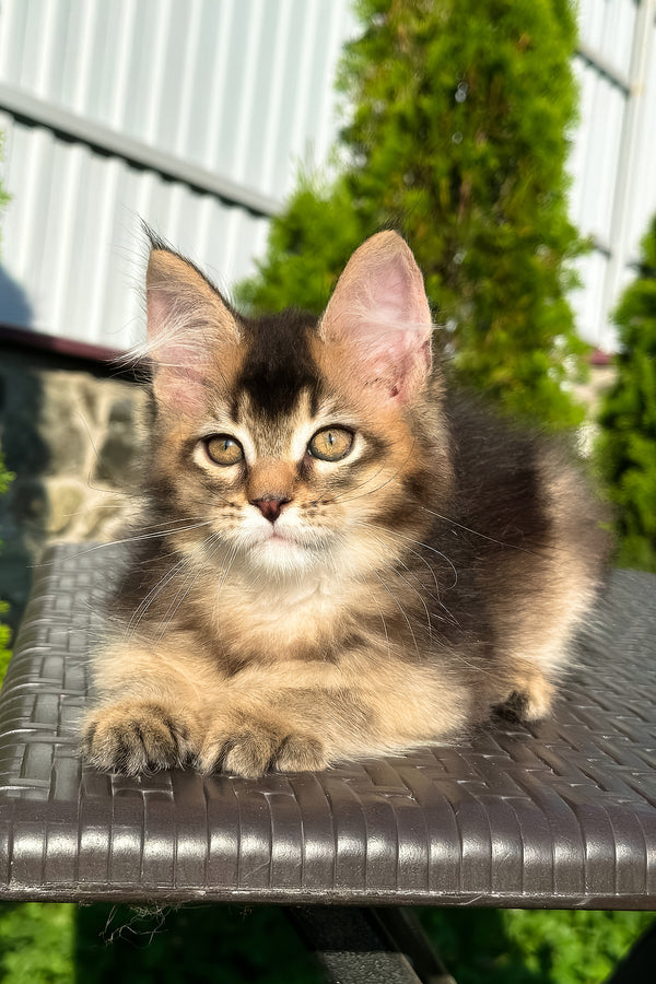 Belle | Golden Maine Coon Kitten