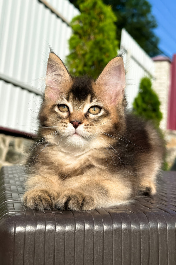 Belle | Golden Maine Coon Kitten