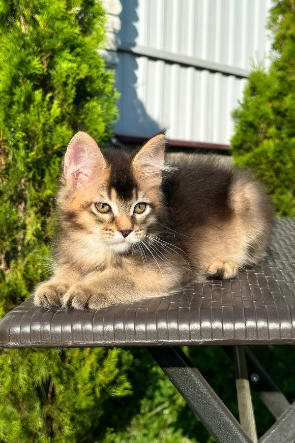 Belle | Golden Maine Coon Kitten