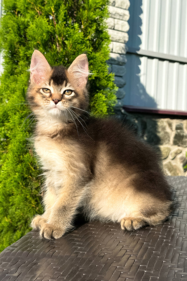 Belle | Golden Maine Coon Kitten