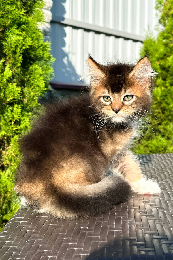 Belle | Golden Maine Coon Kitten