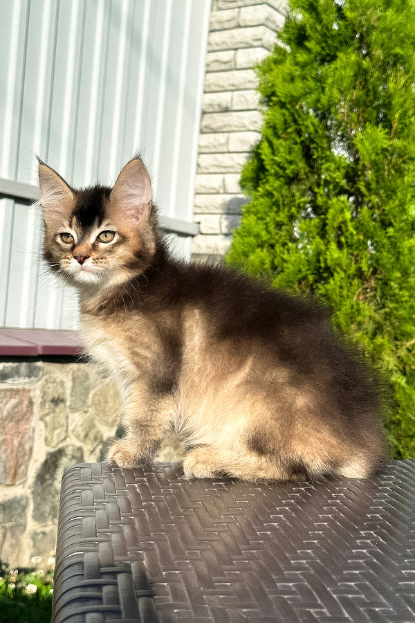Belle | Golden Maine Coon Kitten