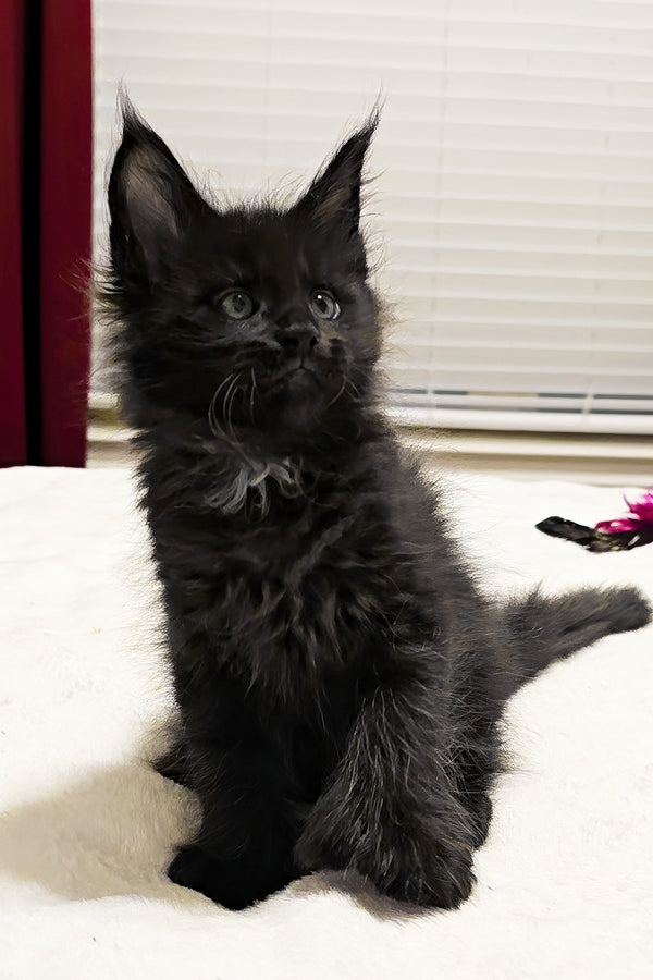Bentley | Polydactyl Maine Coon Kitten
