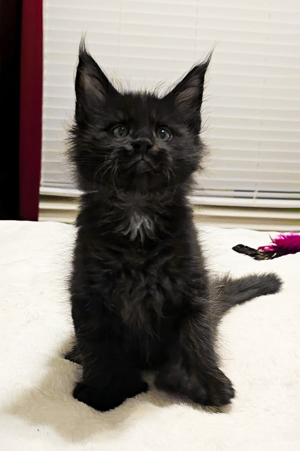 Bentley | Polydactyl Maine Coon Kitten