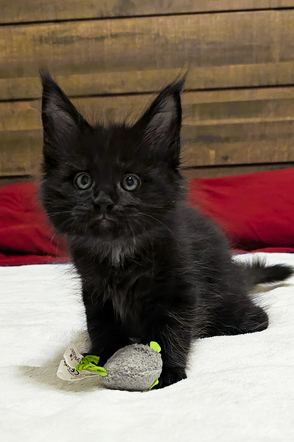 Bentley | Polydactyl Maine Coon Kitten