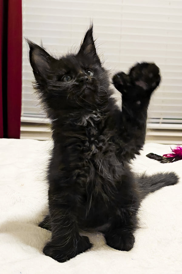 Bentley | Polydactyl Maine Coon Kitten