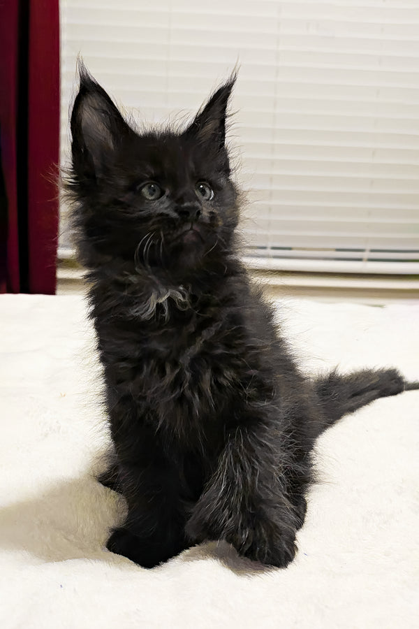 Bentley | Polydactyl Maine Coon Kitten