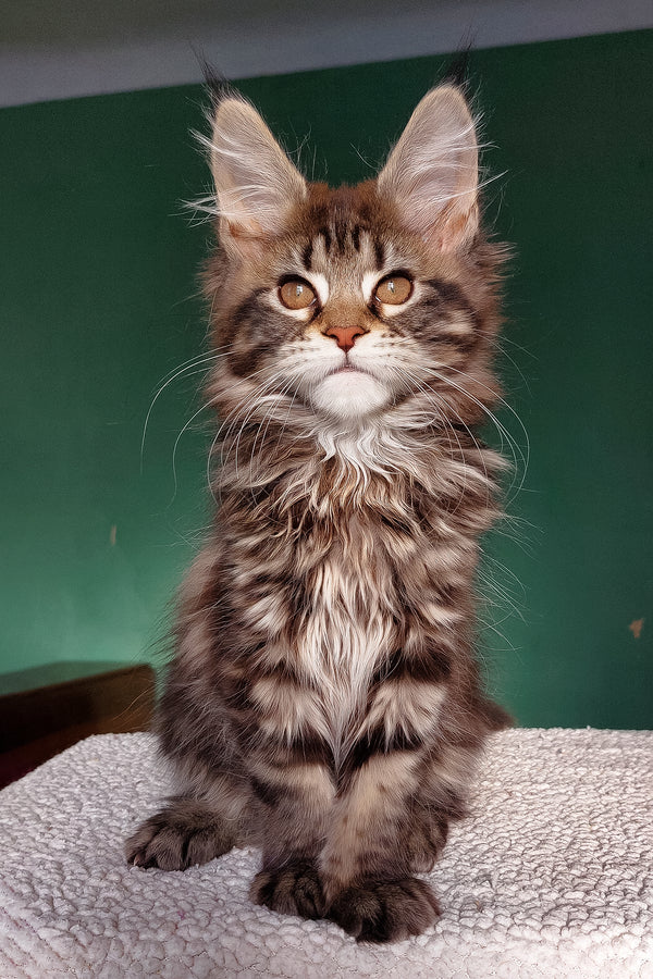 Berenika | Maine Coon Kitten