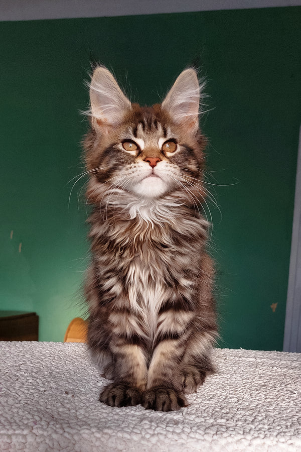 Berenika | Maine Coon Kitten