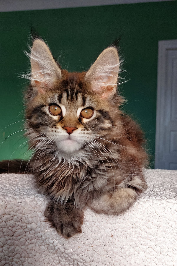 Berenika | Maine Coon Kitten