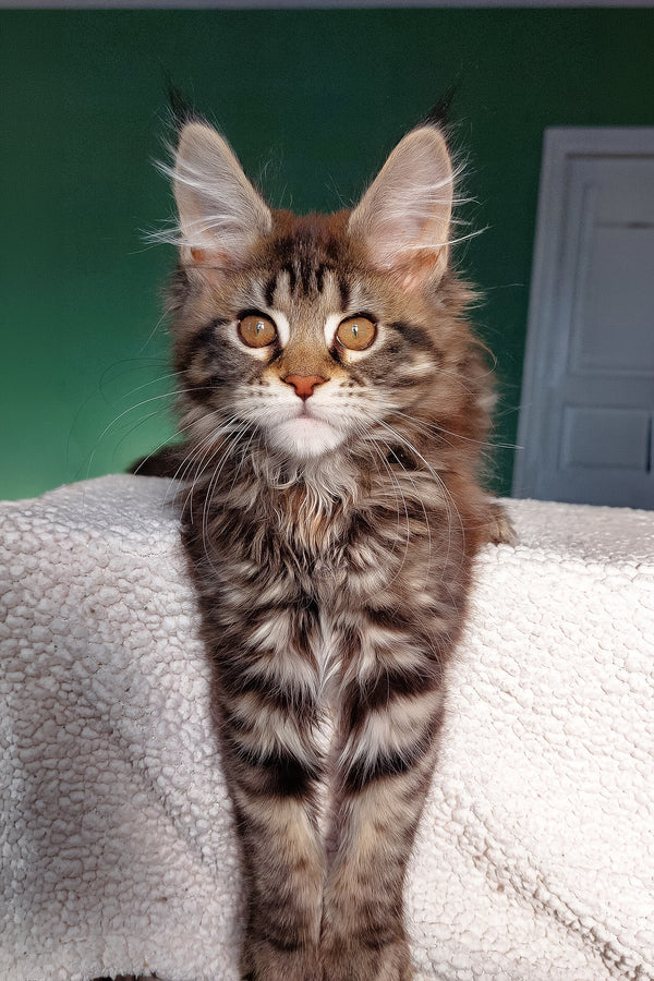 Berenika | Maine Coon Kitten