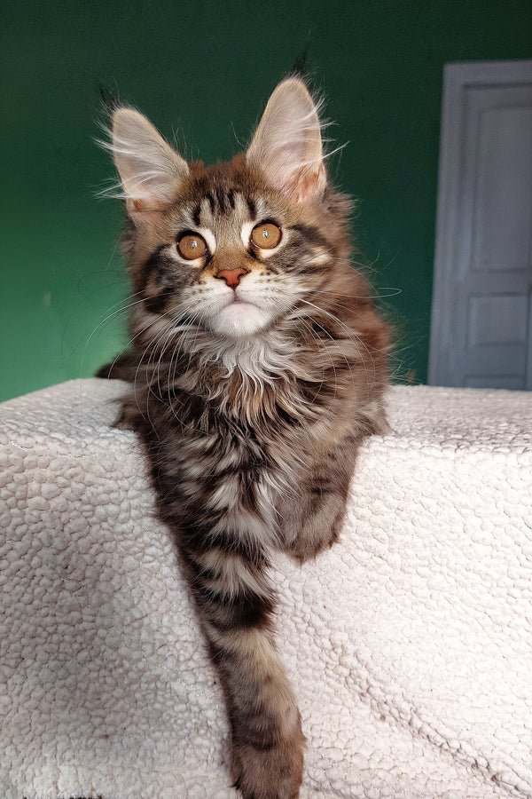 Berenika | Maine Coon Kitten