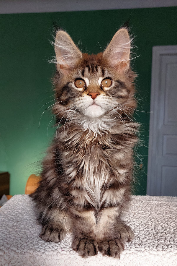 Berenika | Maine Coon Kitten
