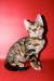Best | Bengal Kitten