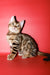 Best | Bengal Kitten