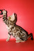 Best | Bengal Kitten
